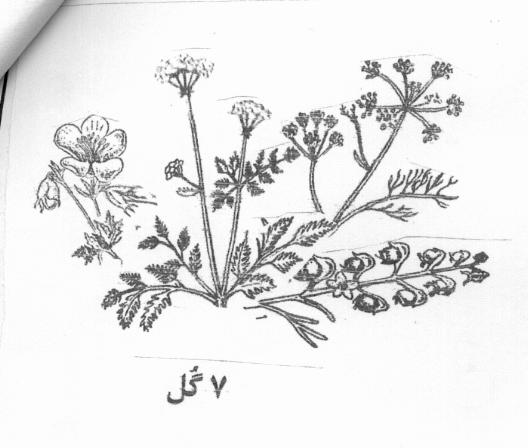 علامت تجاری 7 گل متعلق به شرکت کف ساز شرق